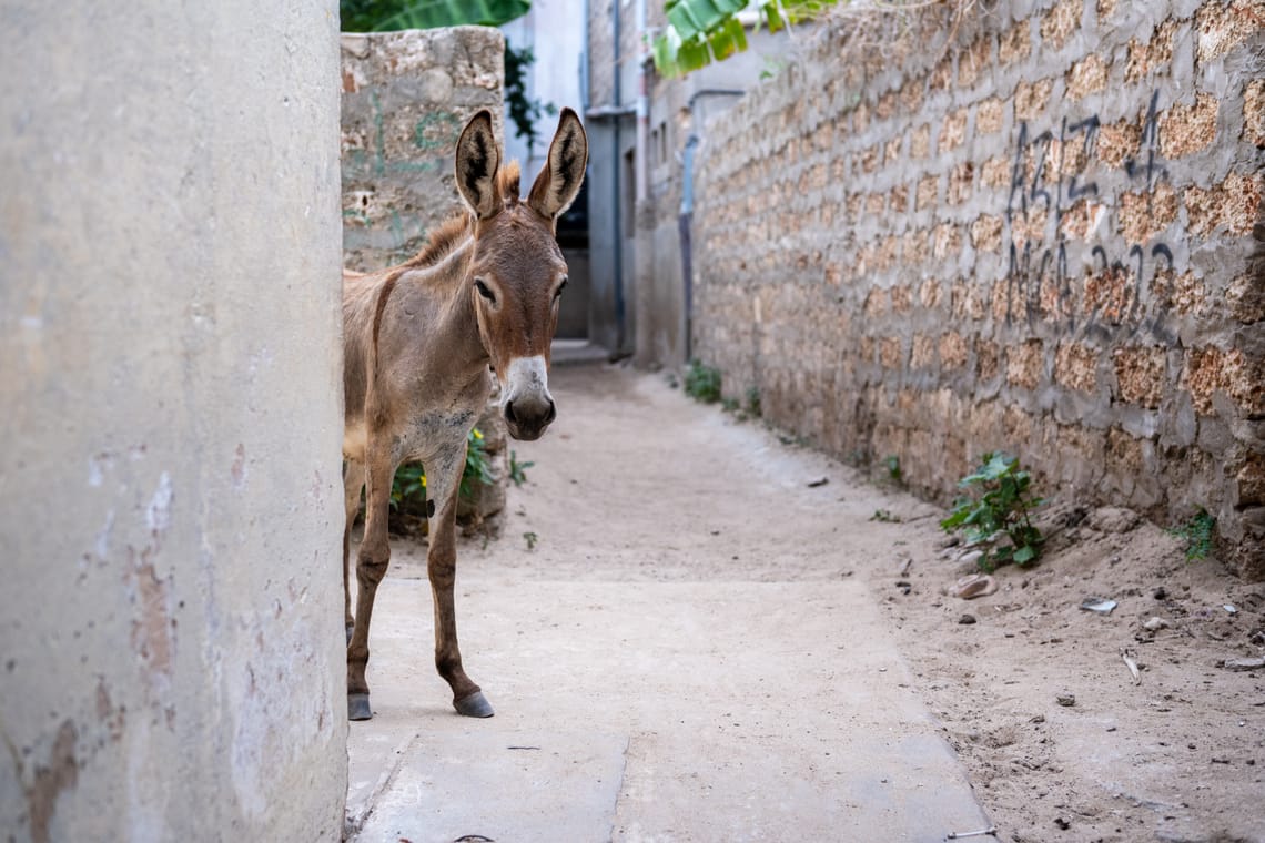 Lamu Donkey