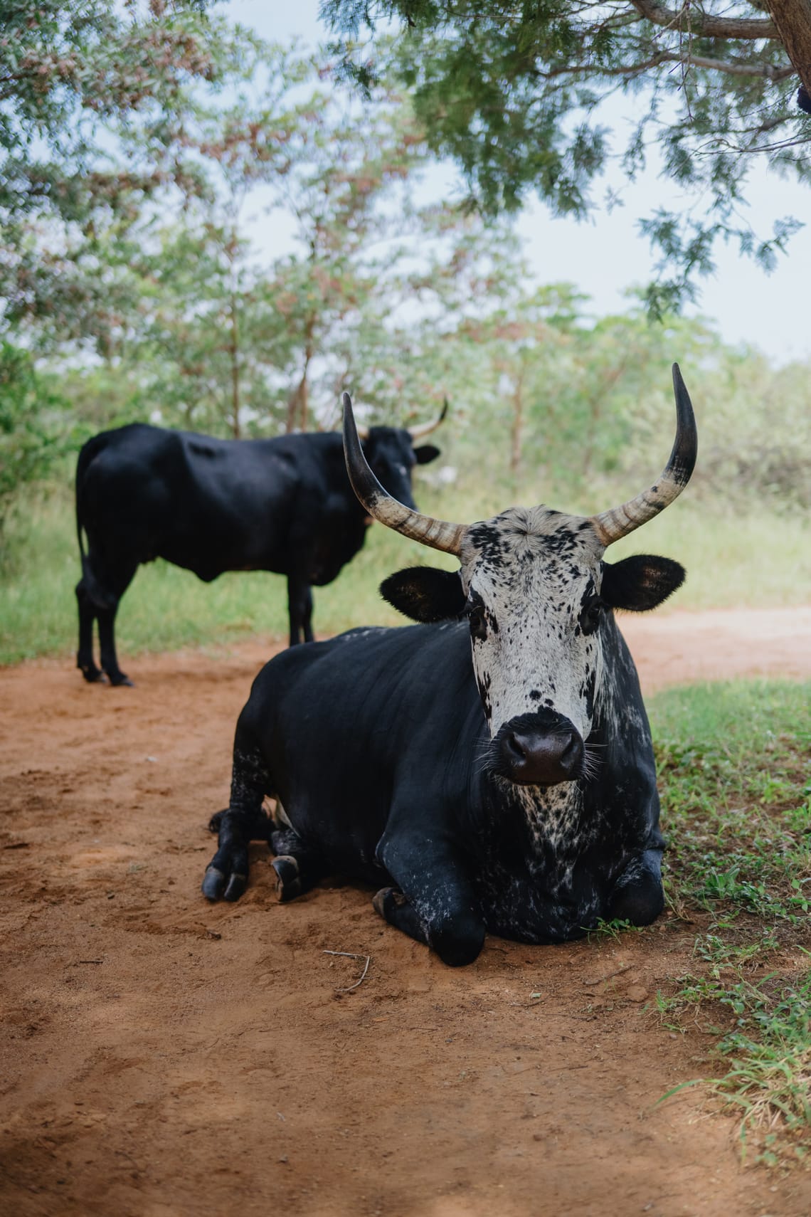 Nguni Cattle