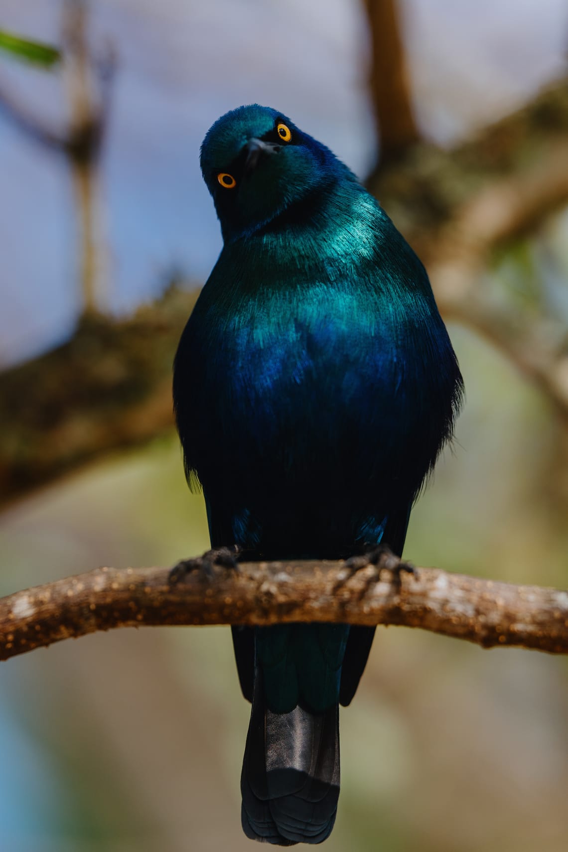 Kruger National Park