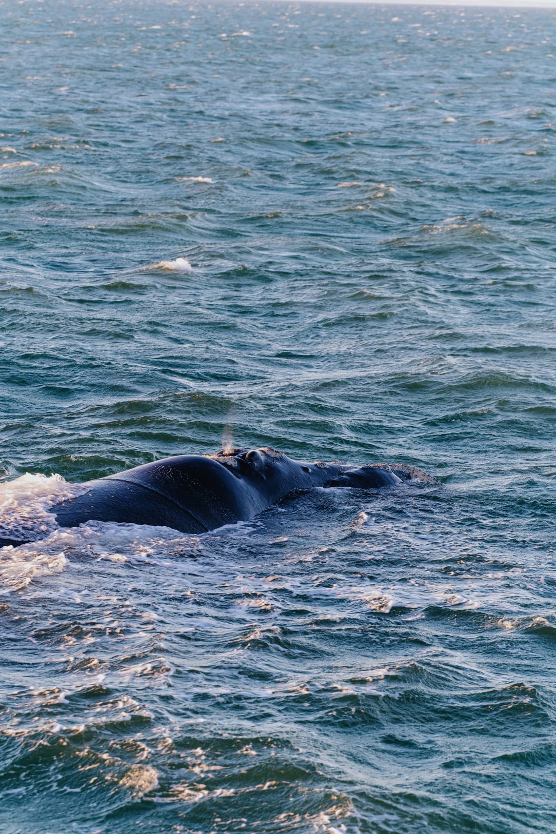 Hermanus Whales