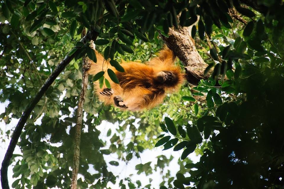 Hanging there