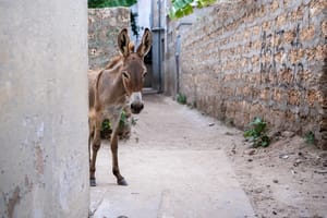 Lamu Donkey