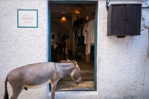Fashion Donkey