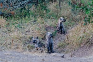Kruger National Park
