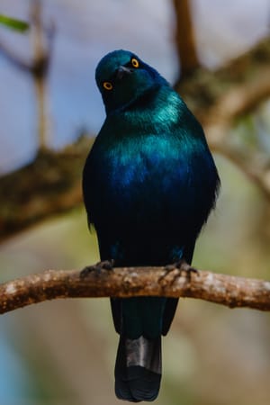 Kruger National Park