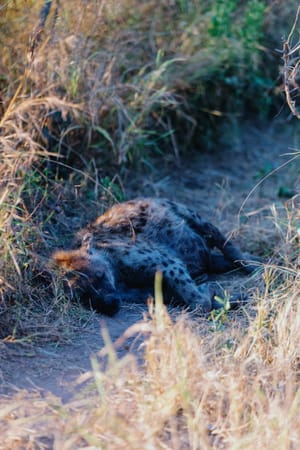 Kruger National Park