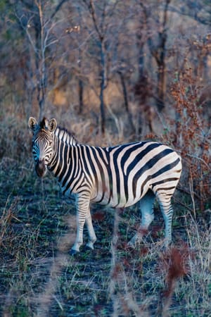 Kruger National Park