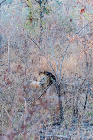 Kruger National Park