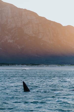 Hermanus Whales