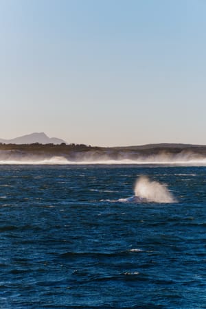 Hermanus Whales