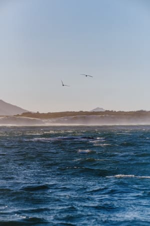 Hermanus Whales